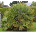CHAMAEROPS humilis