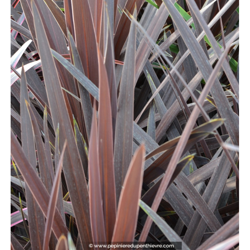 CORDYLINE australis 'Red Star'