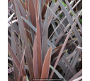 CORDYLINE australis 'Red Star' CORDYLINE australis 'Red Star'