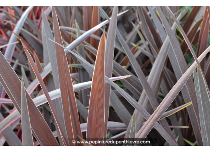 CORDYLINE australis 'Red Star' CORDYLINE australis 'Red Star'