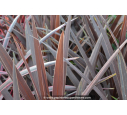 CORDYLINE australis 'Red Star' CORDYLINE australis 'Red Star'