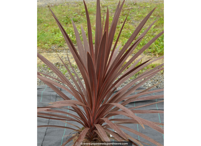 CORDYLINE australis 'Red Star' CORDYLINE australis 'Red Star'