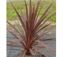 CORDYLINE australis 'Red Star' CORDYLINE australis 'Red Star'