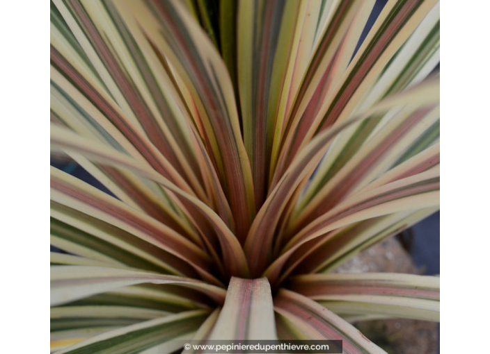 CORDYLINE australis 'Torbay Dazzler'