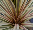 CORDYLINE australis 'Torbay Dazzler'
