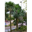 CORDYLINE australis