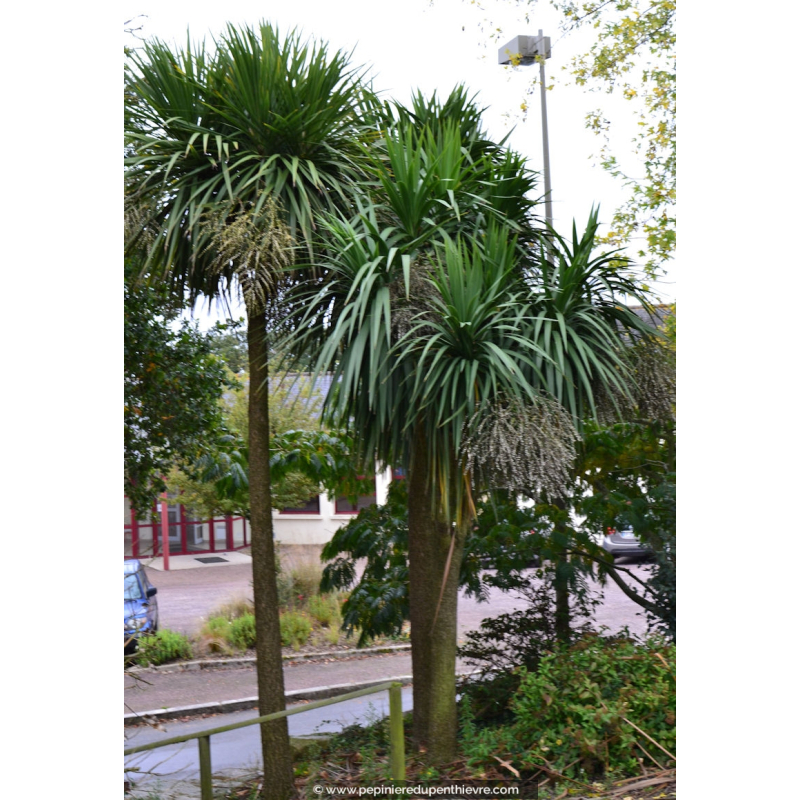 CORDYLINE australis