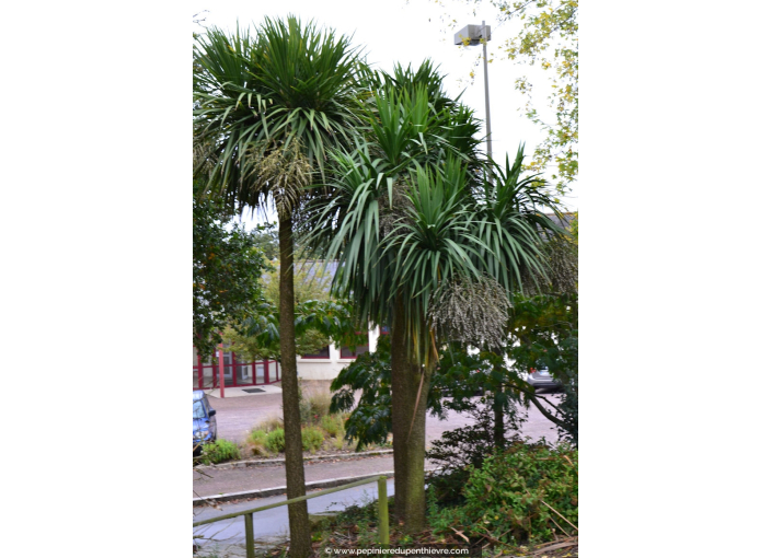 CORDYLINE australis
