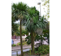 CORDYLINE australis CORDYLINE australis