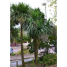 CORDYLINE australis