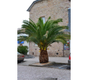 PHOENIX canariensis