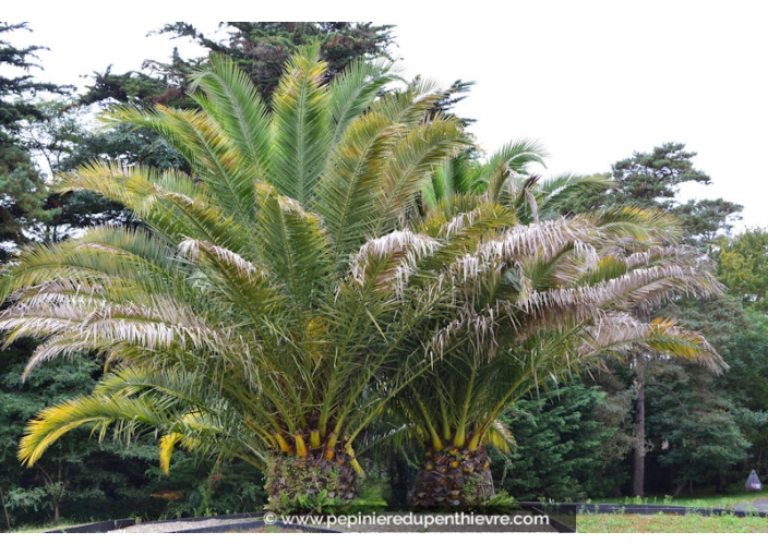 PHOENIX canariensis