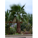 WASHINGTONIA filifera