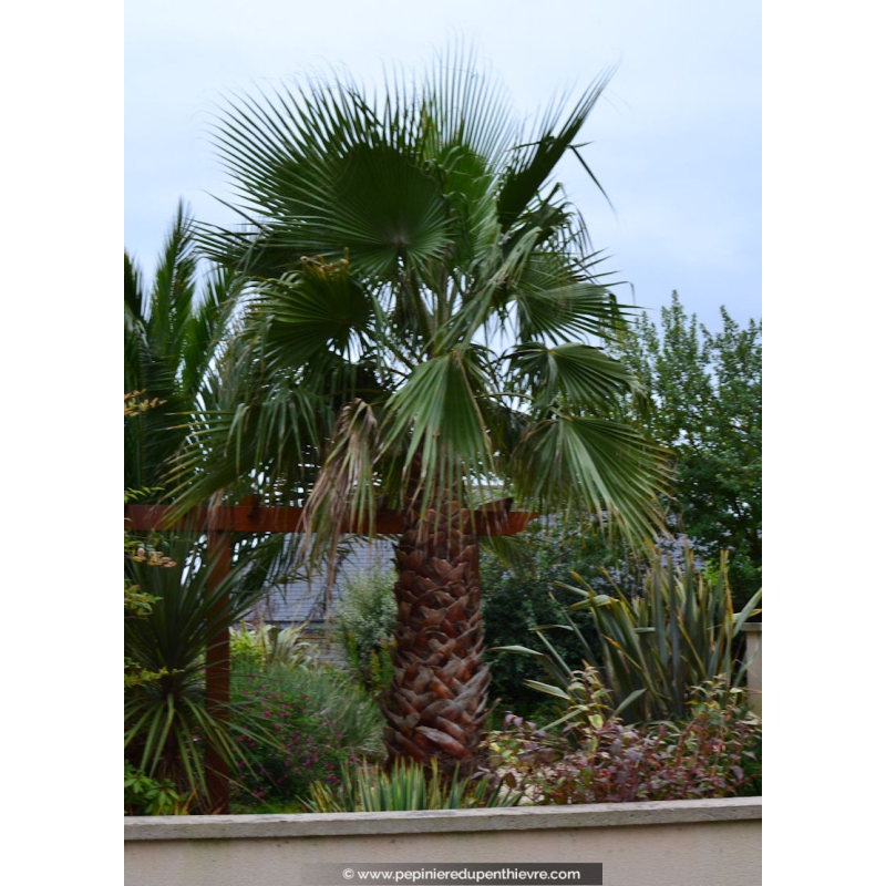 WASHINGTONIA filifera