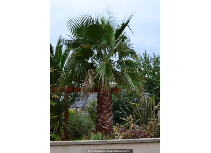 WASHINGTONIA filifera