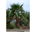 WASHINGTONIA filifera