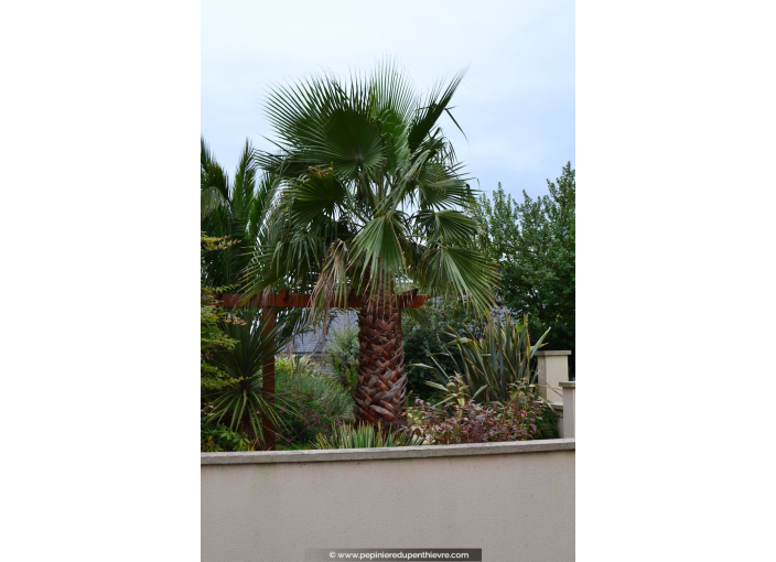 WASHINGTONIA filifera