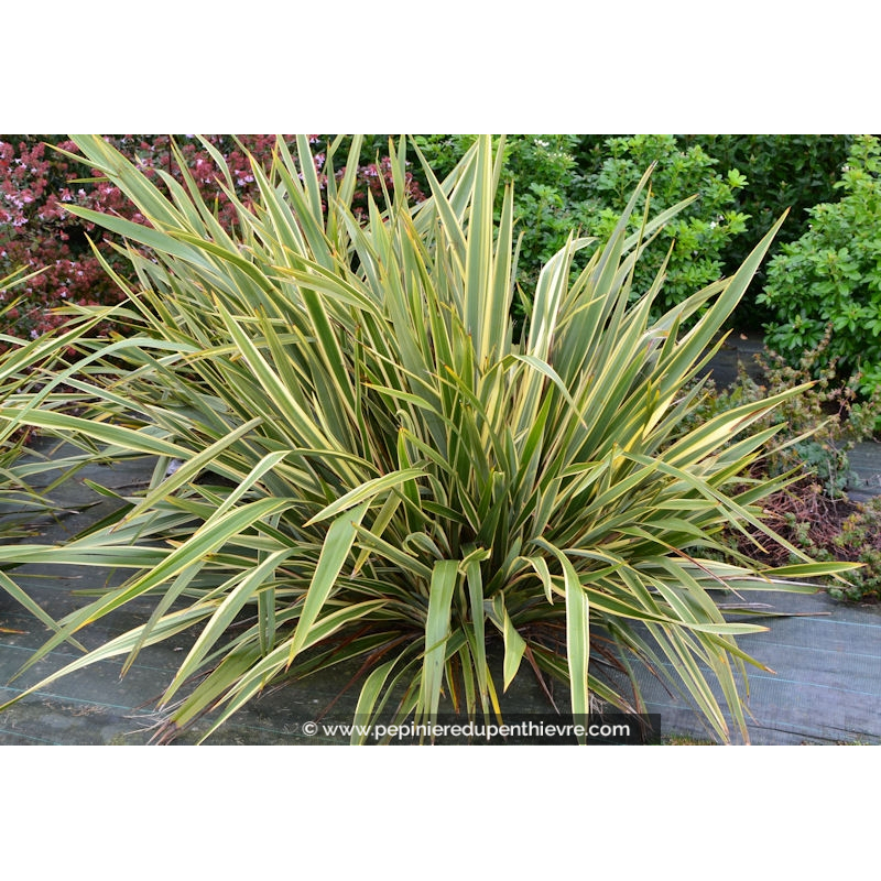 PHORMIUM cookianium 'Tricolor'