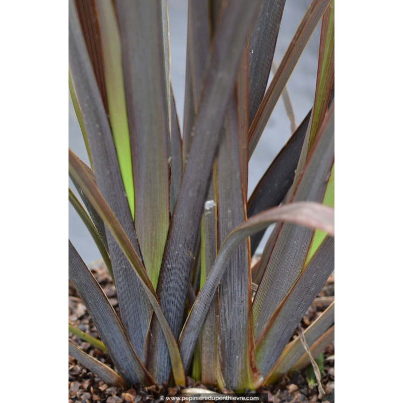 PHORMIUM tenax 'Purpureum'