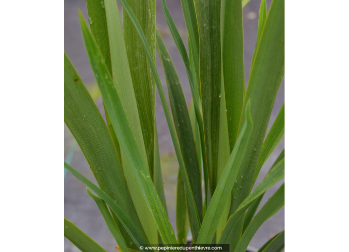 PHORMIUM tenax