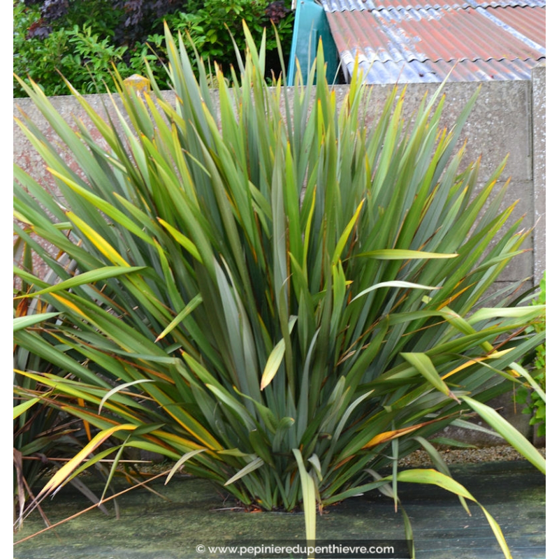 PHORMIUM tenax