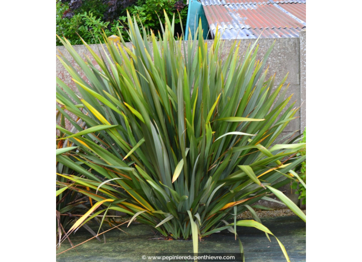 PHORMIUM tenax