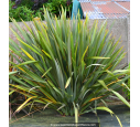 PHORMIUM tenax