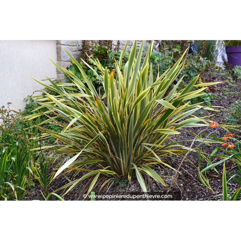 PHORMIUM tenax 'Golden Ray'