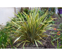 PHORMIUM tenax 'Golden Ray'