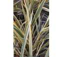 PHORMIUM tenax 'Golden Ray'