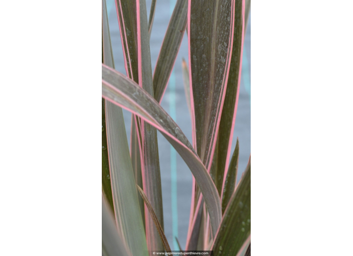 PHORMIUM tenax 'Pink Stripe'