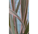 PHORMIUM tenax 'Pink Stripe'