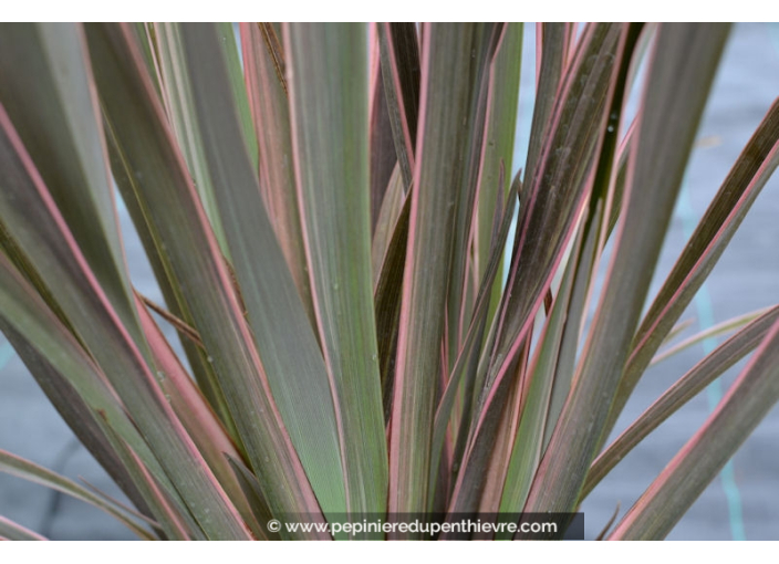 PHORMIUM tenax 'Pink Stripe'
