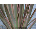 PHORMIUM tenax 'Pink Stripe'