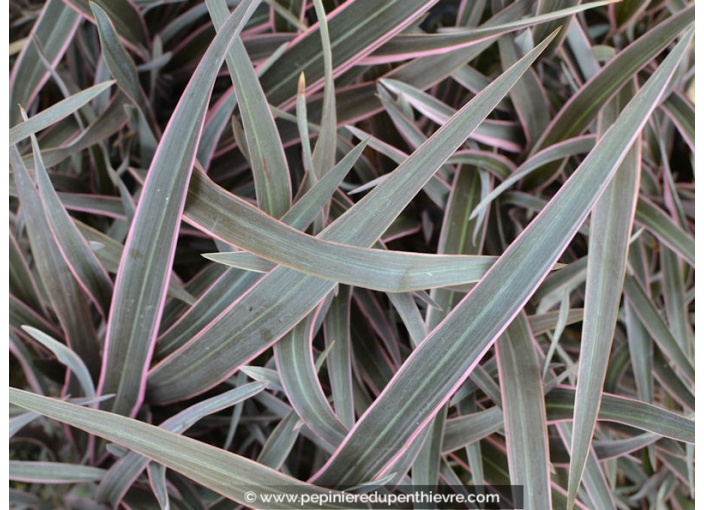 PHORMIUM tenax 'Pink Stripe'
