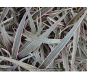 PHORMIUM tenax 'Pink Stripe'