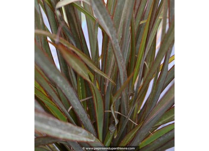 PHORMIUM tenax 'Surfer Bronze' PHORMIUM tenax 'Surfer Bronze'