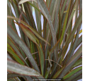 PHORMIUM tenax 'Surfer Bronze' PHORMIUM tenax 'Surfer Bronze'