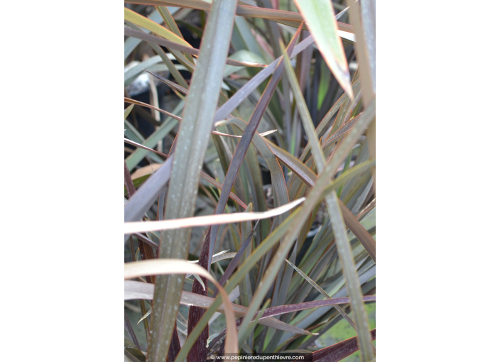 PHORMIUM tenax 'Surfer Bronze' PHORMIUM tenax 'Surfer Bronze'