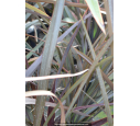 PHORMIUM tenax 'Surfer Bronze' PHORMIUM tenax 'Surfer Bronze'