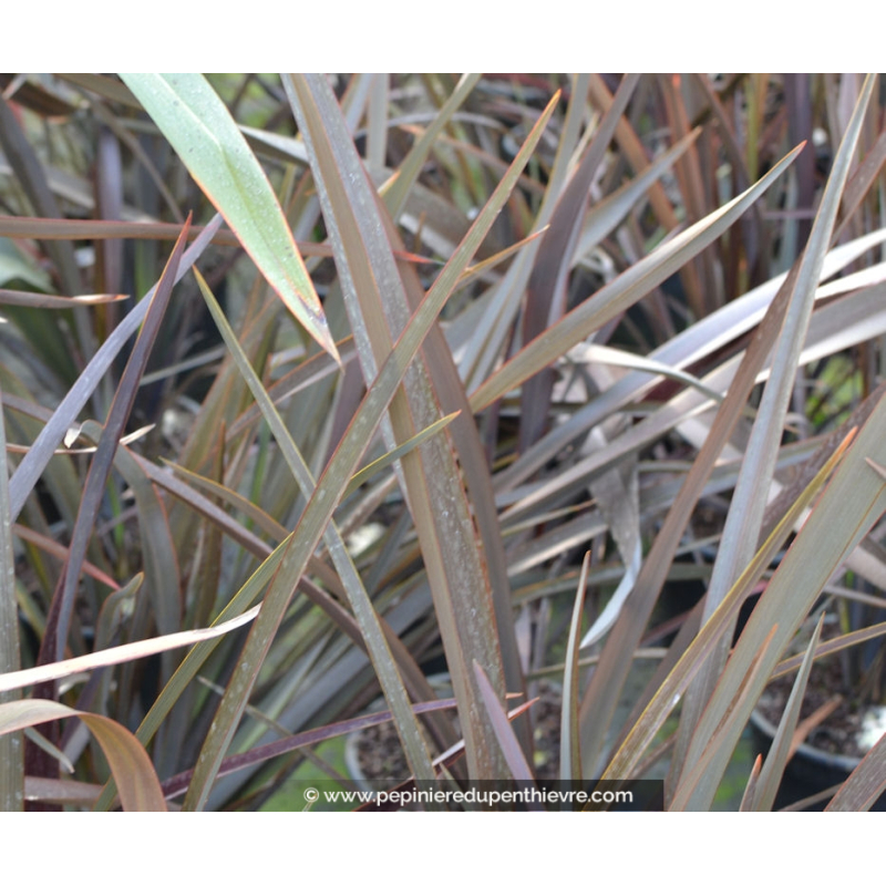 PHORMIUM tenax 'Surfer Bronze'