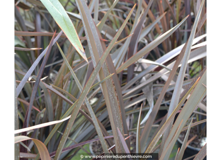 PHORMIUM tenax 'Surfer Bronze'