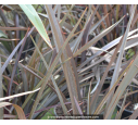 PHORMIUM tenax 'Surfer Bronze'