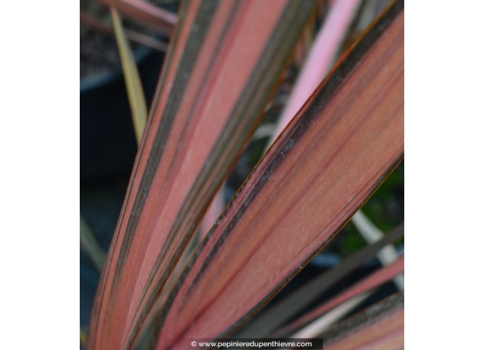 PHORMIUM tenax 'Rainbow Sunrise' PHORMIUM tenax 'Rainbow Sunrise'