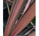 PHORMIUM tenax 'Rainbow Sunrise' PHORMIUM tenax 'Rainbow Sunrise'