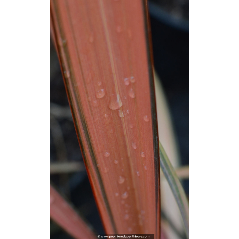 PHORMIUM tenax 'Rainbow Sunrise'