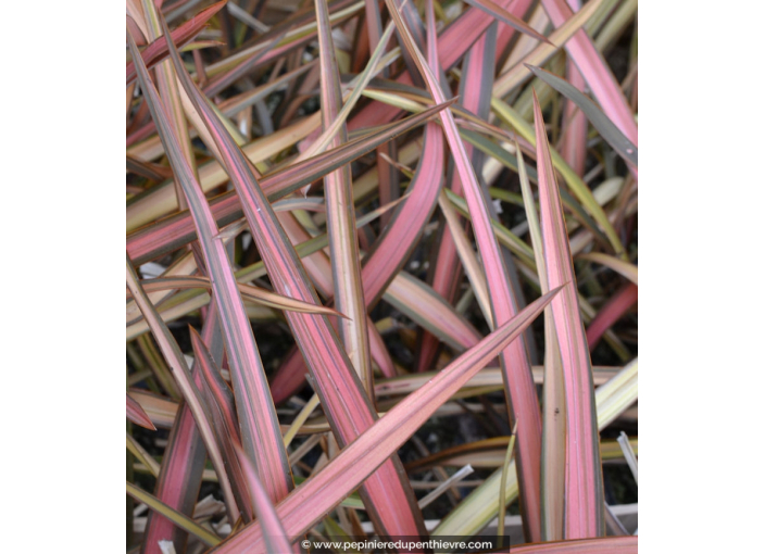 PHORMIUM tenax 'Rainbow Sunrise' PHORMIUM tenax 'Rainbow Sunrise'