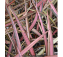 PHORMIUM tenax 'Rainbow Sunrise' PHORMIUM tenax 'Rainbow Sunrise'