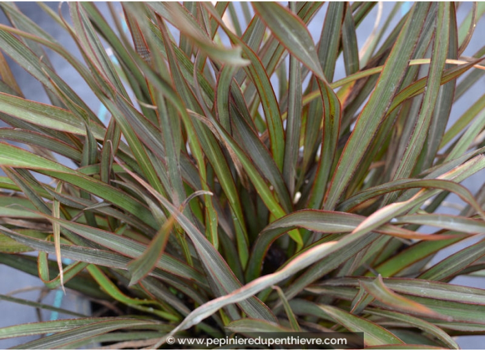 PHORMIUM 'Tom Thumb'