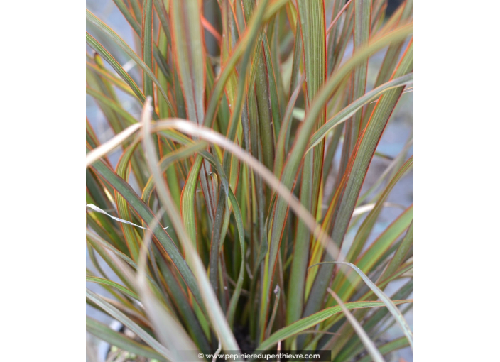 PHORMIUM 'Tom Thumb'